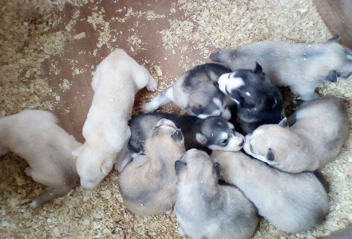 Щенки хаски от 250 до 700 манатовЕсть альбинос-(белая без пятин)