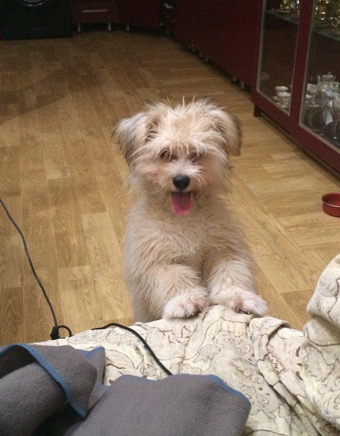 Балонка смешаный с Йорком продается срочно связи отъездом у собаки