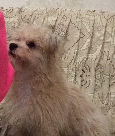 Балонка смешаный с Йорком продается срочно связи отъездом у собаки