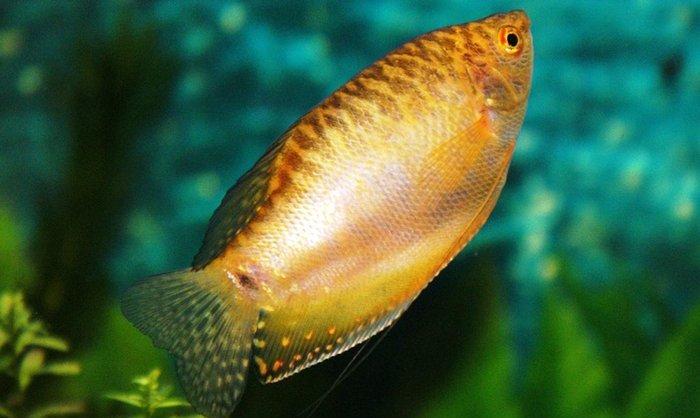 Qurami 5-6 sm sağlam balıqdı bundan ela çox  çeşidde balıqlar ve