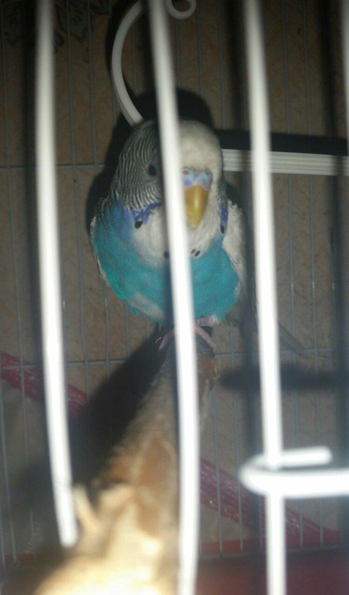 Tecili cox gozel renge malik cavan cutluk satilir yuva hazirlayirlar s