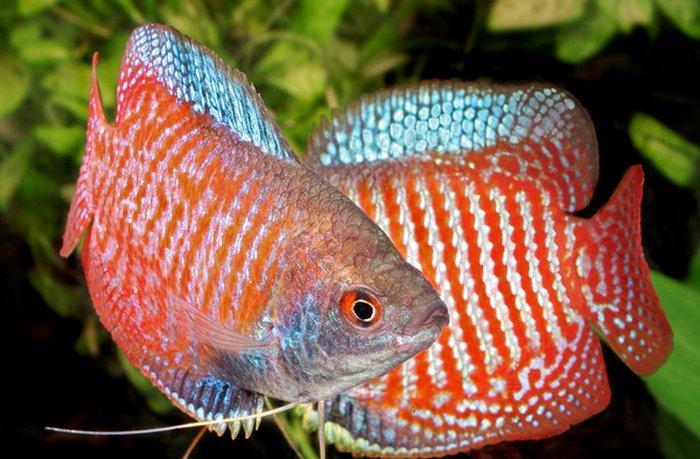 Lelus balığı çox gözel balıqdı 4-5 smdı bundan ela çox  çeşidde