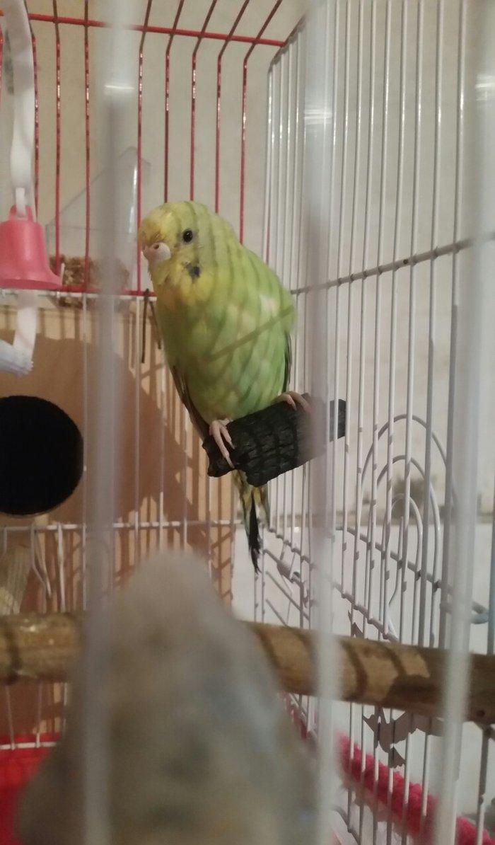 Tecili cox gozel renglere malik hazir qizqin cavan cutluk satilir yuva