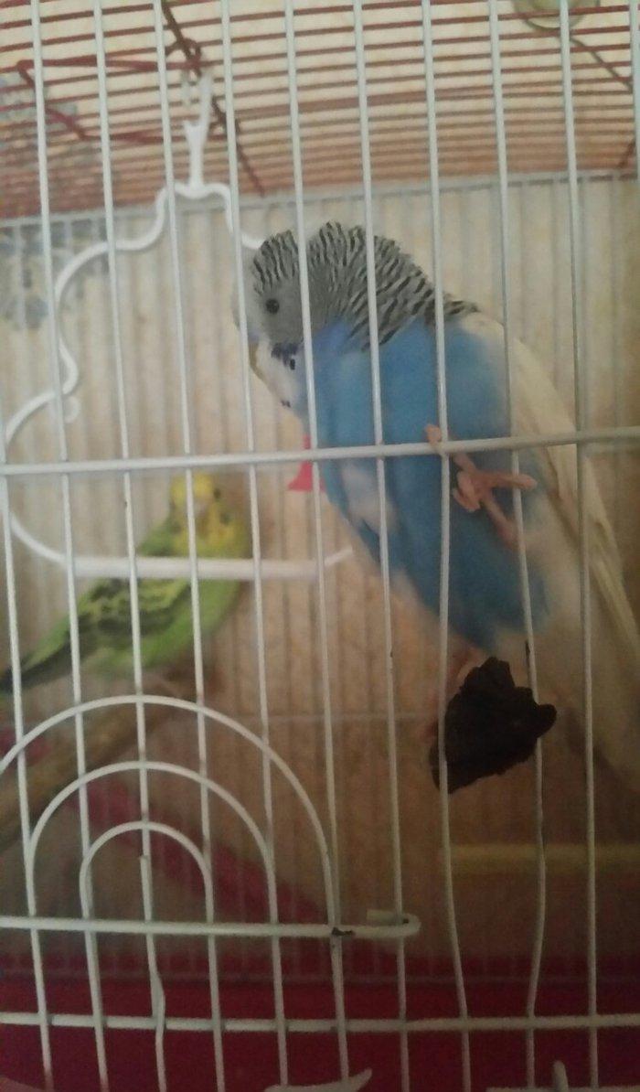 Tecili cox gozel renglerde hazir qizqin yuva hazirlayan cavan cutluk s