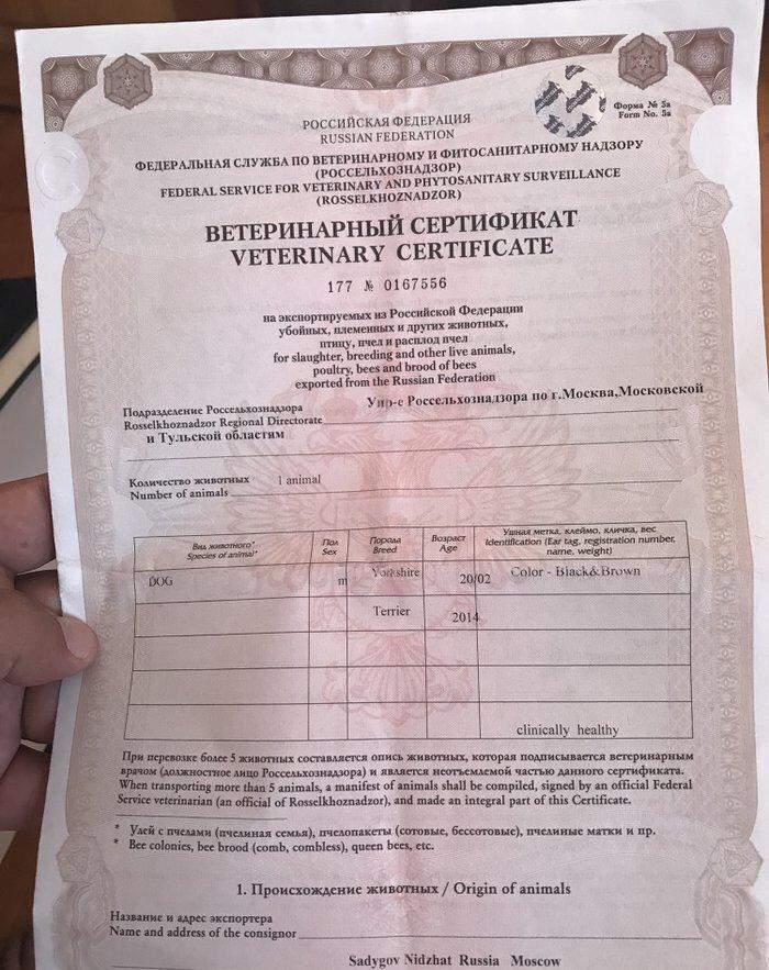 York terrier rosiyadan getirilib pasportu var butun peyvendleri vurulu