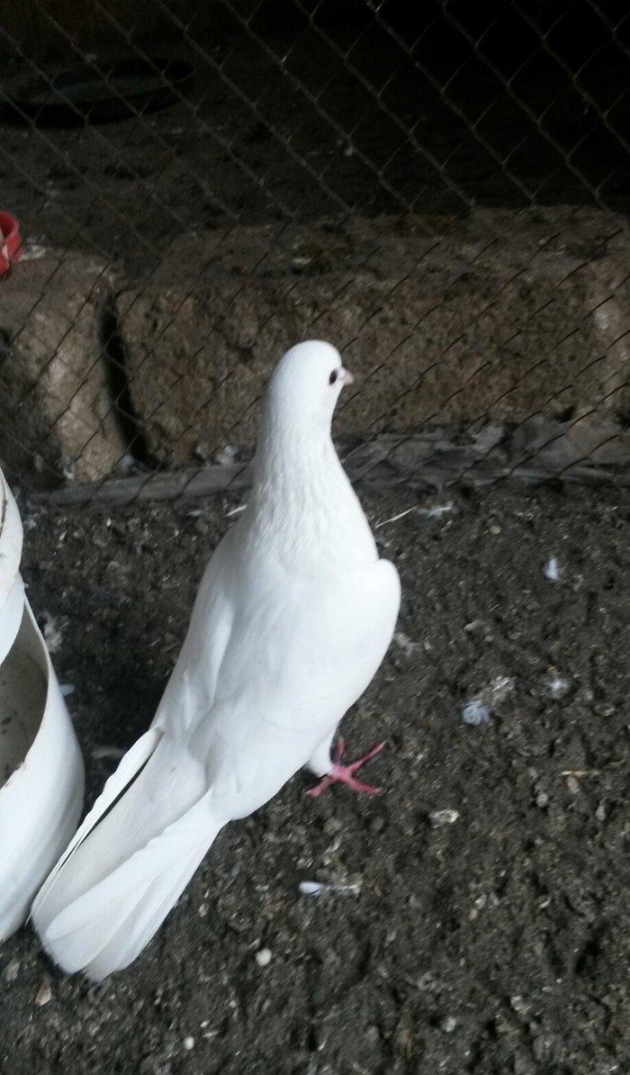 Tam sağlam uçan quslardi 6/7/8saat erkey 16tuk maya 14tuk lut ayaq boş