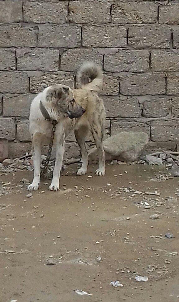 oz itimdir butun peyventleri vaxti vaxtinda vurulub cox gozel itdir mo