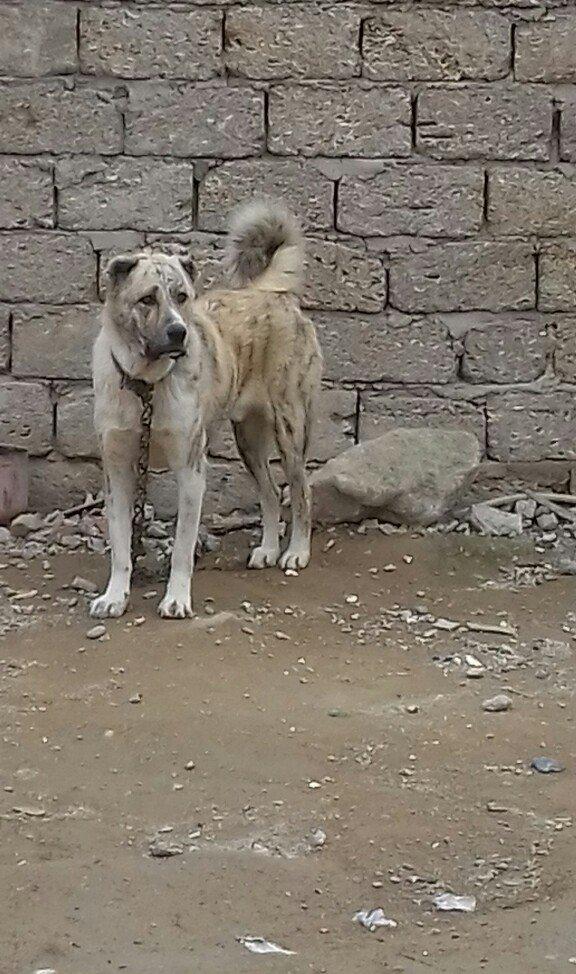 oz itimdir butun peyventleri vaxti vaxtinda vurulub cox gozel itdir mo