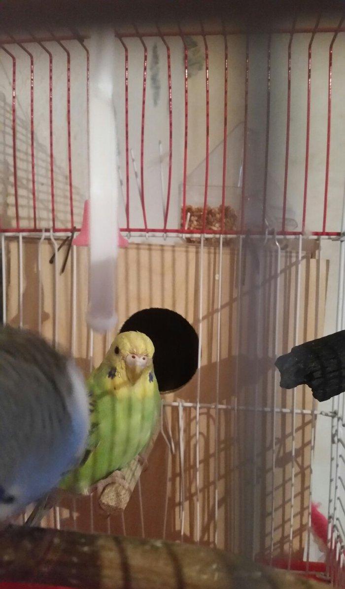 Tecili cox gozel renglere malik cavan qizqin cutluk satilir yuva hazir