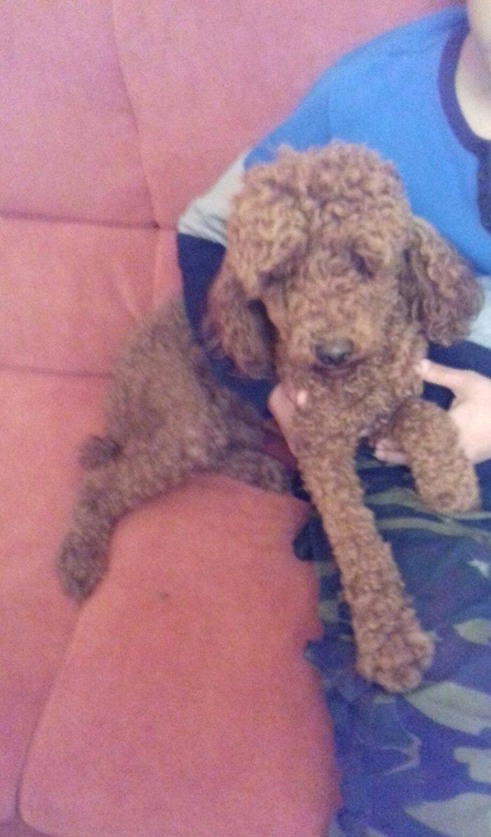 pudel satılır 1 yaşı var tam sağlamdI pasportu var bütün vaksinləri vu