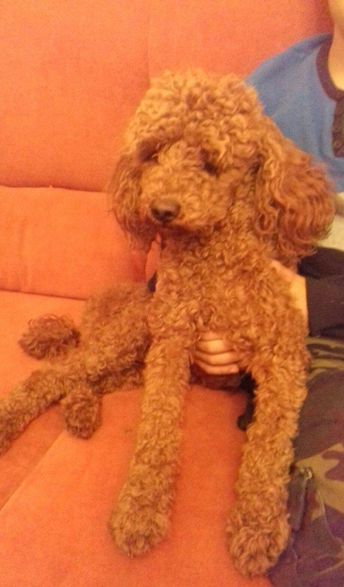 pudel satılır 1 yaşı var tam sağlamdI pasportu var bütün vaksinləri vu