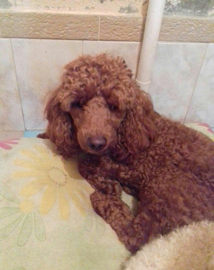 pudel satılır 1 yaşı var tam sağlamdI pasportu var bütün vaksinləri vu