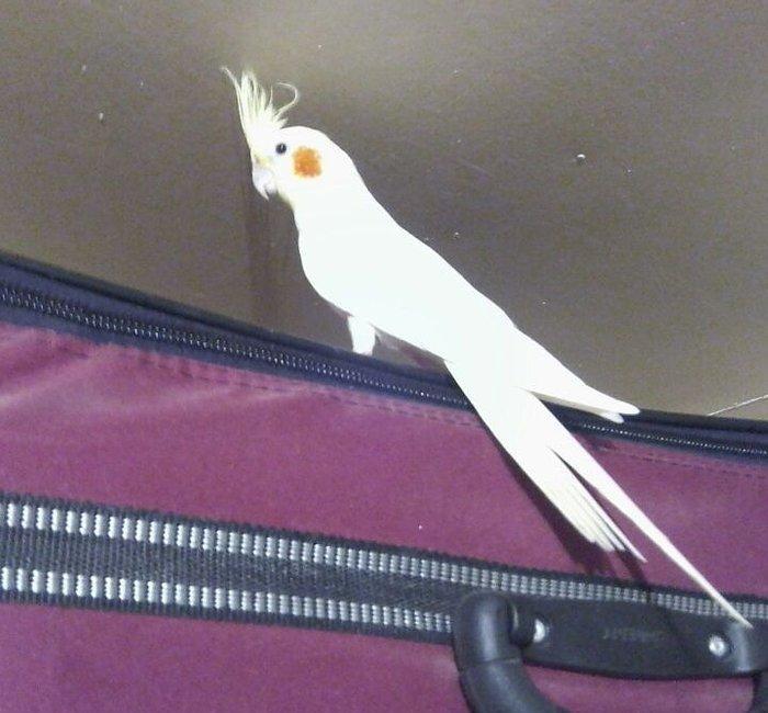 Tutu qushu satlir 60 azn cinsi dishi qefesi ile birlikde 80 azn