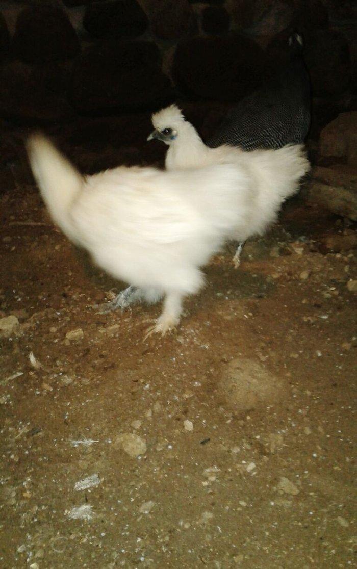 bir cüt 6 aylıg ag pon pon 70 azn bir ədəd brama