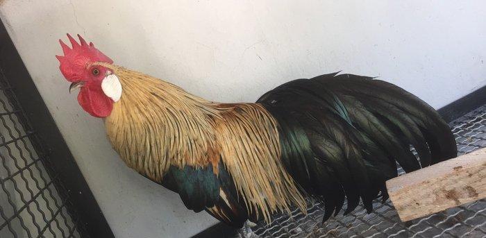 Feniks Tek xoruz 9 aylığ vaksini ve qurt dermanı verilmiş