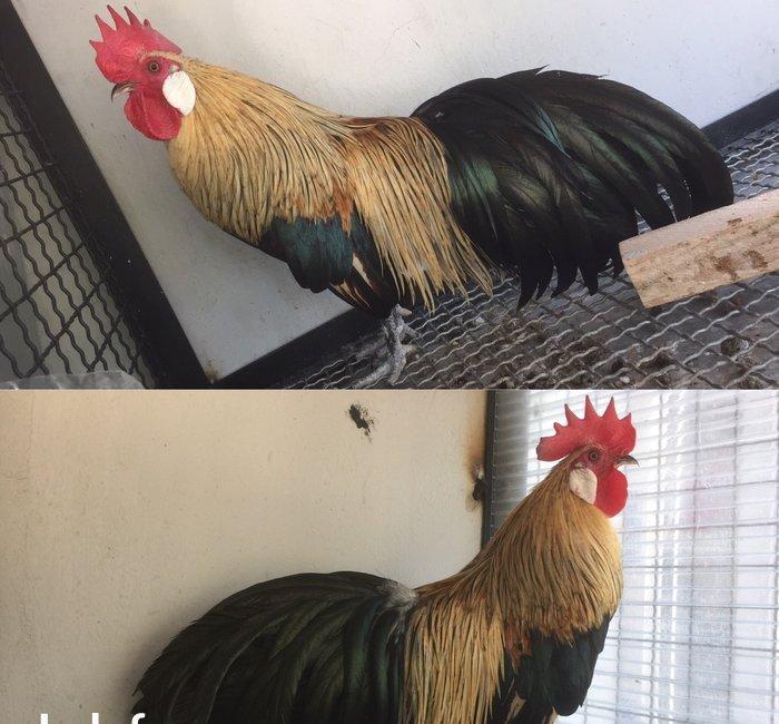 Feniks Tek xoruz 9 aylığ vaksini ve qurt dermanı verilmiş