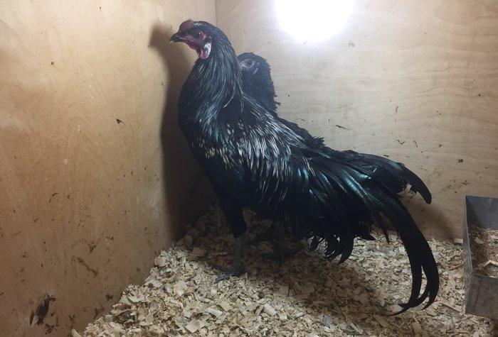 Sumatra bir cüt 150 azn bütün vaksinleri vurulub 8-9 ay fere yumurtayı