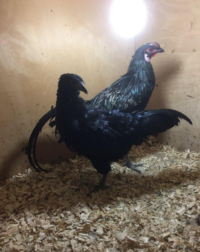 Sumatra bir cüt 150 azn bütün vaksinleri vurulub 8-9 ay fere yumurtayı