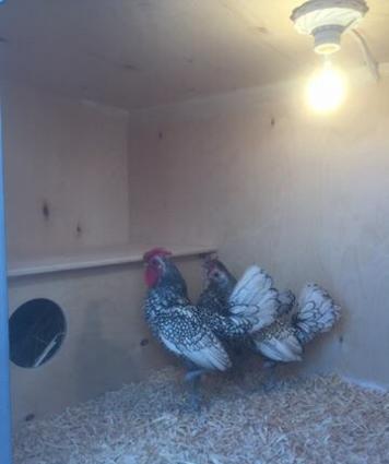 Qәfәs eni-0,75 sm. uzunluğu-1,50 sm. hündürlüyü-1,85 sm. havalandırma.