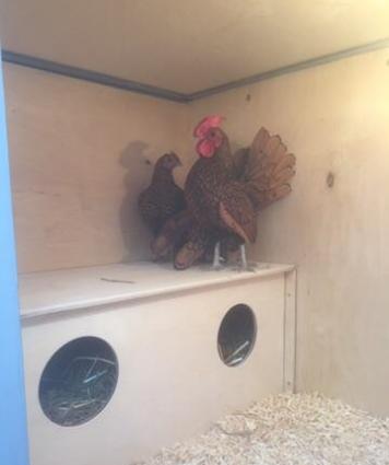 Qәfәs eni-0,75 sm. uzunluğu-1,50 sm. hündürlüyü-1,85 sm. havalandırma.