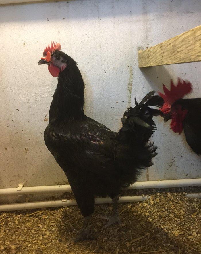 Avstrolop xoruzu 6 ay vaksinleri vurulub, 3 xoruzdur dava eddiklerine