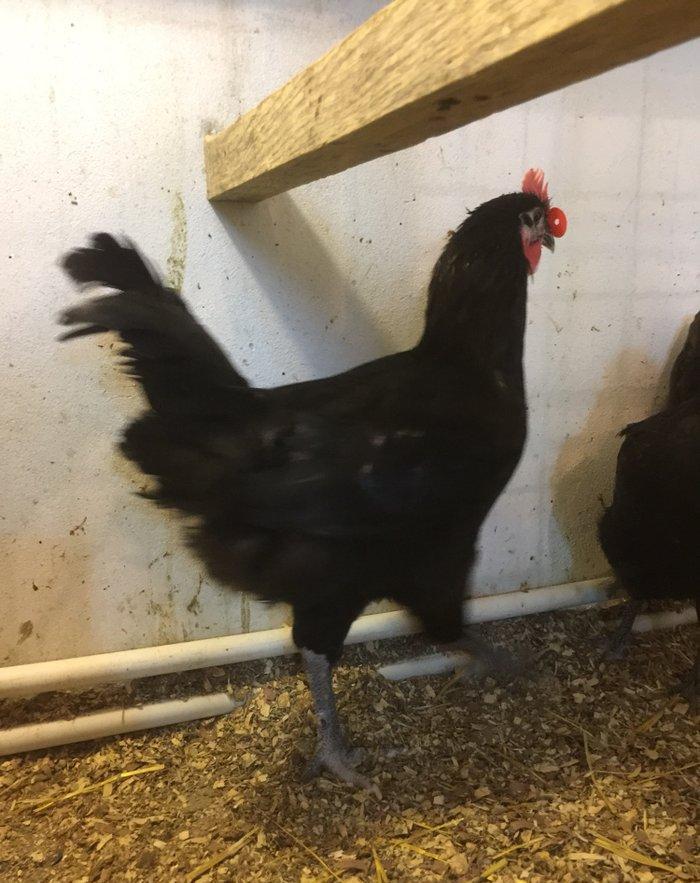 Avstrolop xoruzu 6 ay vaksinleri vurulub, 3 xoruzdur dava eddiklerine