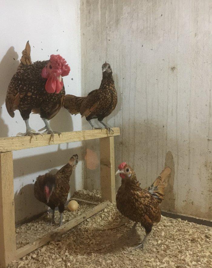 Sibrayt qızılı3 fere 1 xoruz vaksin , çiçeke qarşı , qurt v.s dermanl