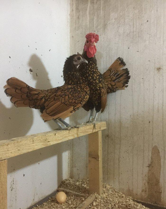 Sibrayt qızılı3 fere 1 xoruz vaksin , çiçeke qarşı , qurt v.s dermanl