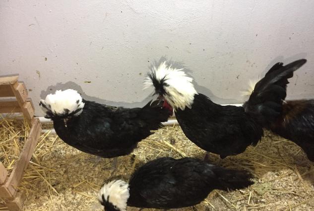 Dekorativ quşlar sibrayt gümüş ve qızıl, sumatra boz ve qara, şabo, ay