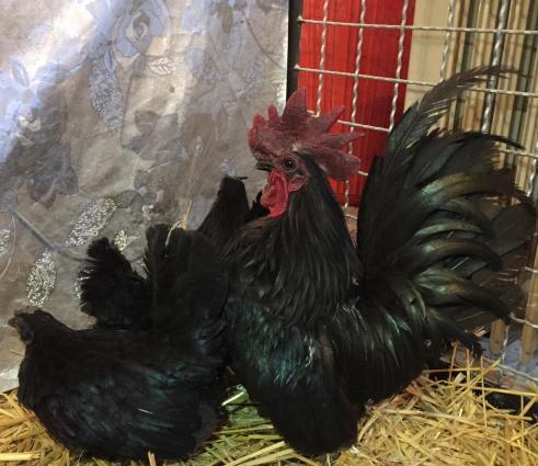 Dekorativ quşlar sibrayt gümüş ve qızıl, sumatra boz ve qara, şabo, ay