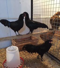 Dekorativ quşlar sibrayt gümüş ve qızıl, sumatra boz ve qara, şabo, ay