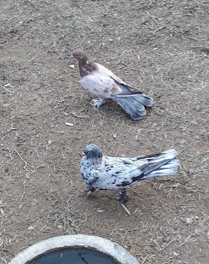 16 tuk ebrewler ata analari 18 19 tuklerdi tecili pul lazim oldugu ucu