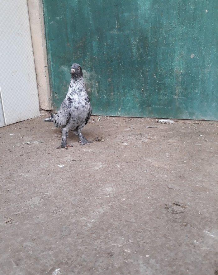 16 tuk ebrewler ata analari 18 19 tuklerdi tecili pul lazim oldugu ucu