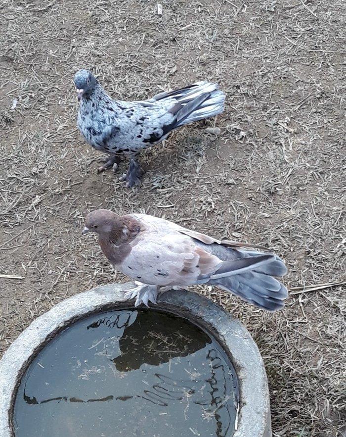 16 tuk ebrewler ata analari 18 19 tuklerdi tecili pul lazim oldugu ucu