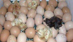 Inkubator teze zavod. Qurastiraram ve her sey basa salaram komek eleye