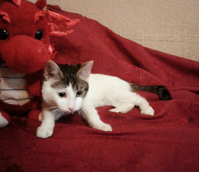 Домашняя здоровая девочкa бесплатно. Пишите на whatsap и скидывайте на