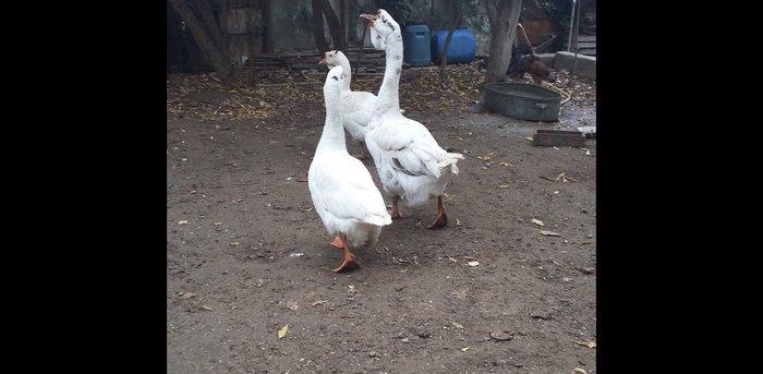 Xalmaqor qazı  3  dənə  bir  yerdə  satılır  1 erkək  2  fərə  1