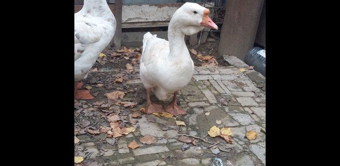 Xalmaqor qazı  3  dənə  bir  yerdə  satılır  1 erkək  2  fərə  1