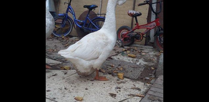 Xalmaqor qazı  3  dənə  bir  yerdə  satılır  1 erkək  2  fərə  1