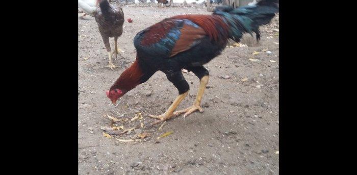 Heratı  xoruz  7 aylıqdı  təmiz qandı  çox  isulludu  meydan  üçündü