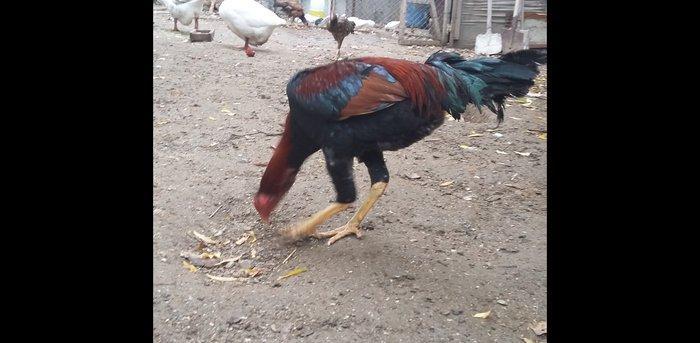 Heratı  xoruz  7 aylıqdı  təmiz qandı  çox  isulludu  meydan  üçündü