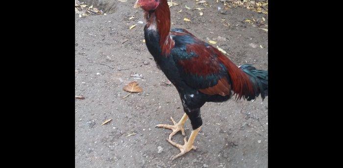 Heratı  xoruz  7 aylıqdı  təmiz qandı  çox  isulludu  meydan  üçündü