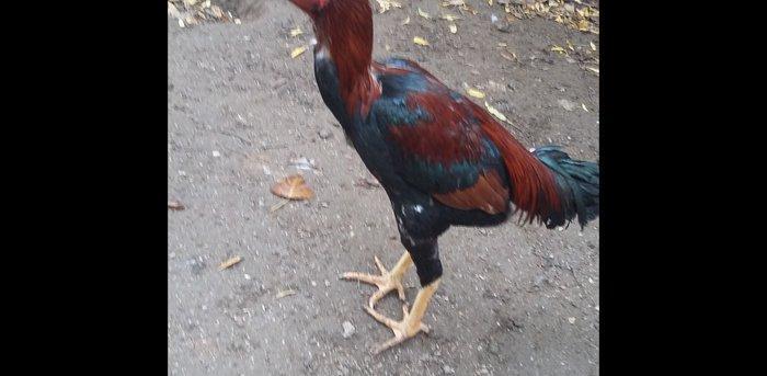 Heratı  xoruz  7 aylıqdı  təmiz qandı  çox  isulludu  meydan  üçündü