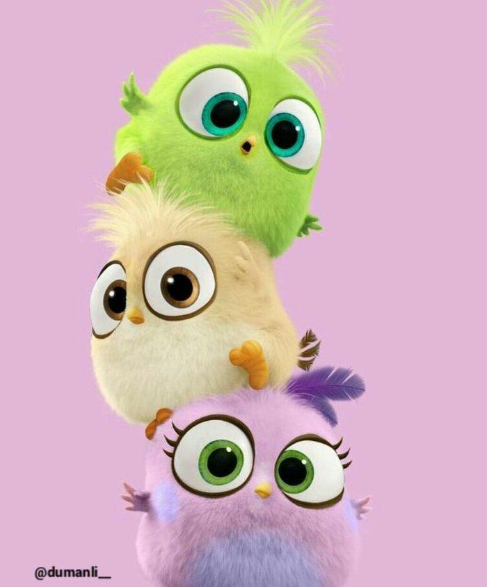 Tecili cox gozel renglere malik hazir cavan cutluk satilir yuva hazirl