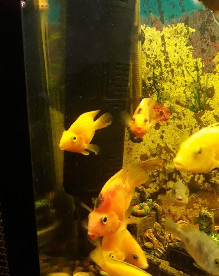 Popuqay balığı var. 2 sarı 3 qırmızı. Digər çixlid balıqlarla barter e