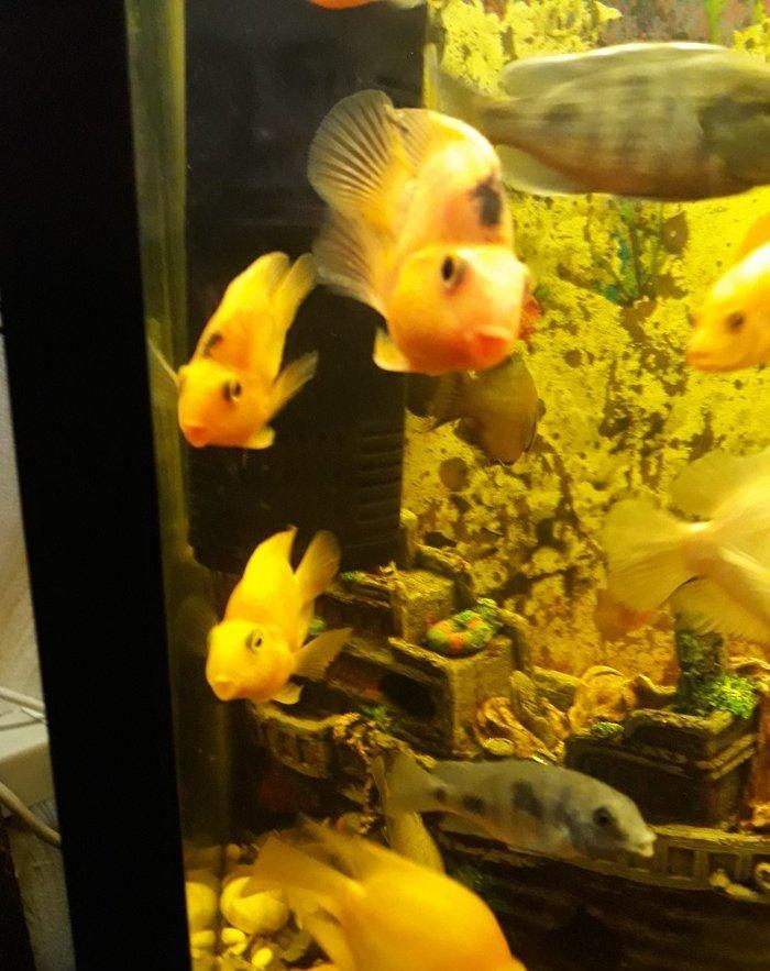 Popuqay balığı var. 2 sarı 3 qırmızı. Digər çixlid balıqlarla barter e