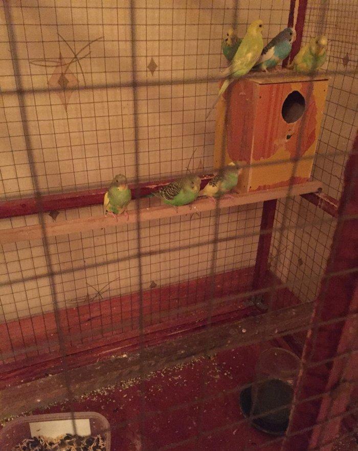 Papuqaylar 6-9aylıq dır qiymet sondur 7ededdir  xaiş olunur qiymete go