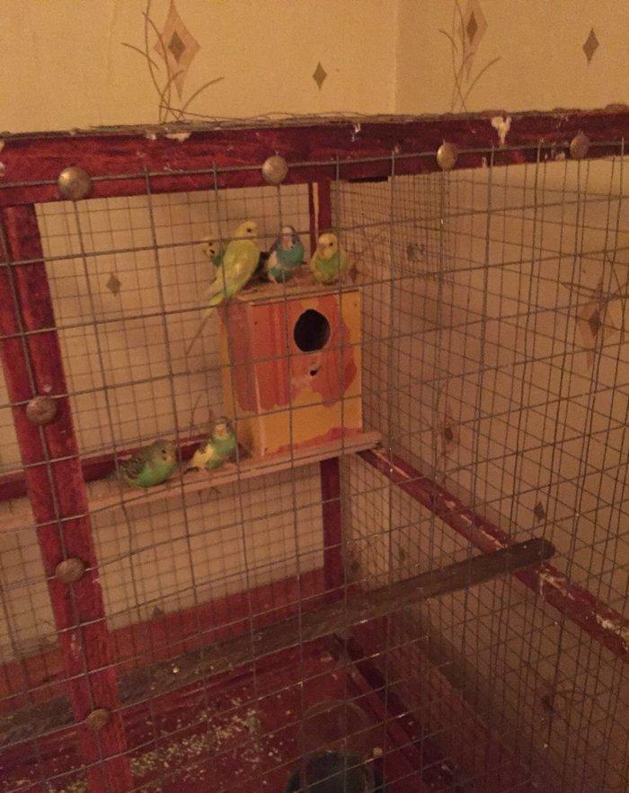 Papuqaylar 6-9aylıq dır qiymet sondur 7ededdir  xaiş olunur qiymete go