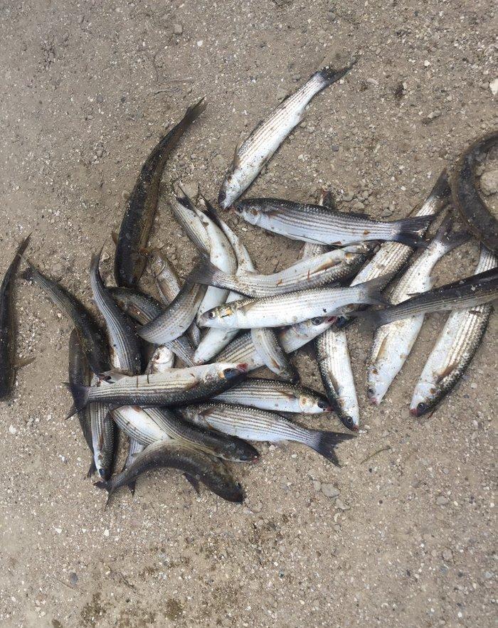 Kefal vobla baliglari satilir kefal 5 manat vobla 4 manat ozum tutmuwa