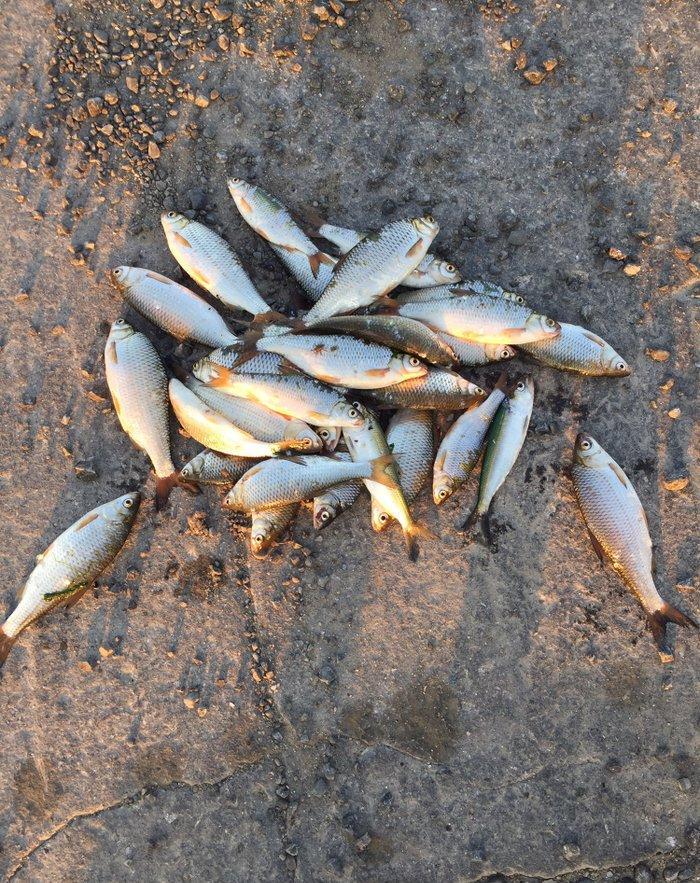 Kefal vobla baliglari satilir kefal 5 manat vobla 4 manat ozum tutmuwa